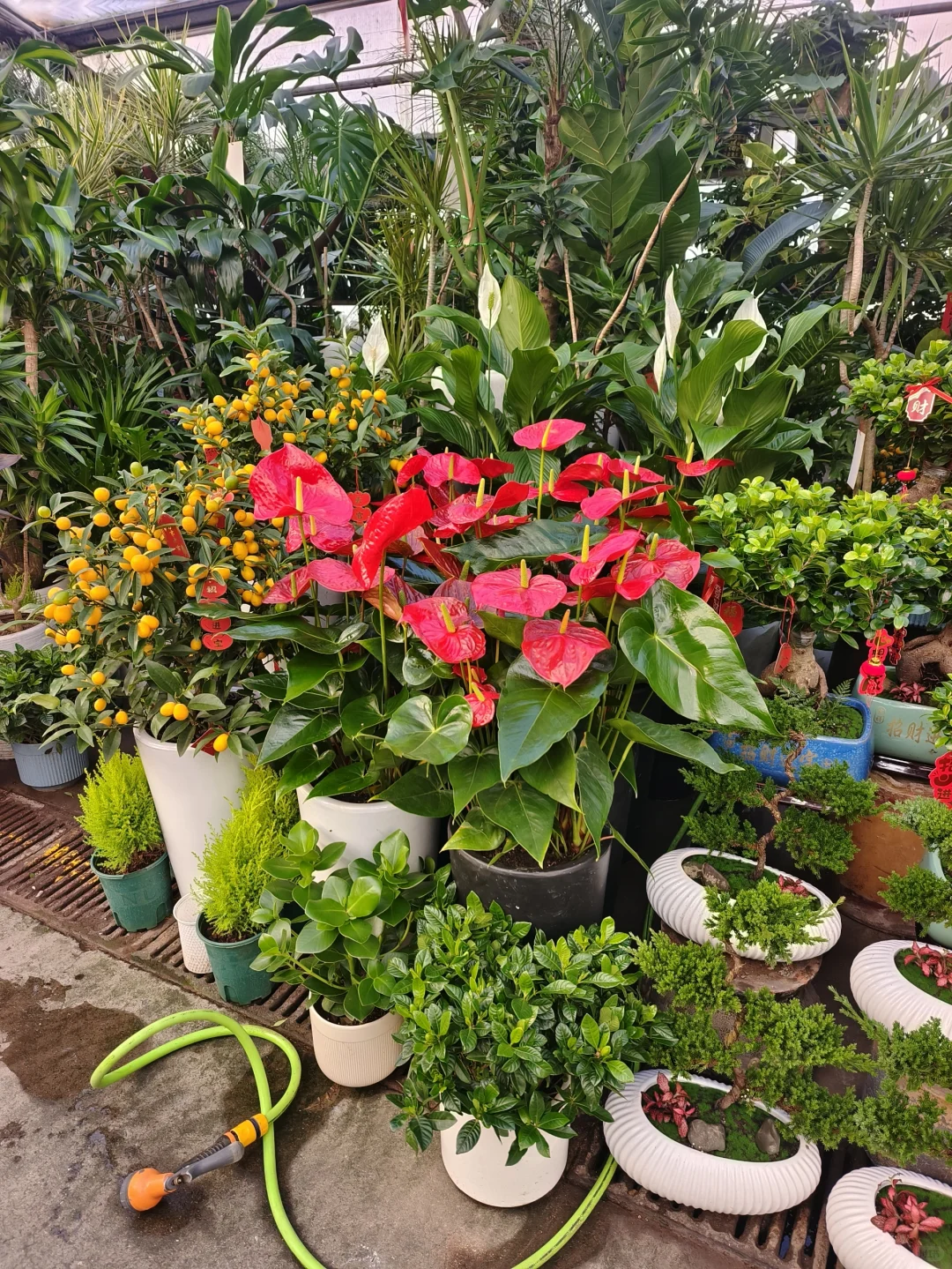 2025蛇年年宵花日常?乌鲁木齐绿植