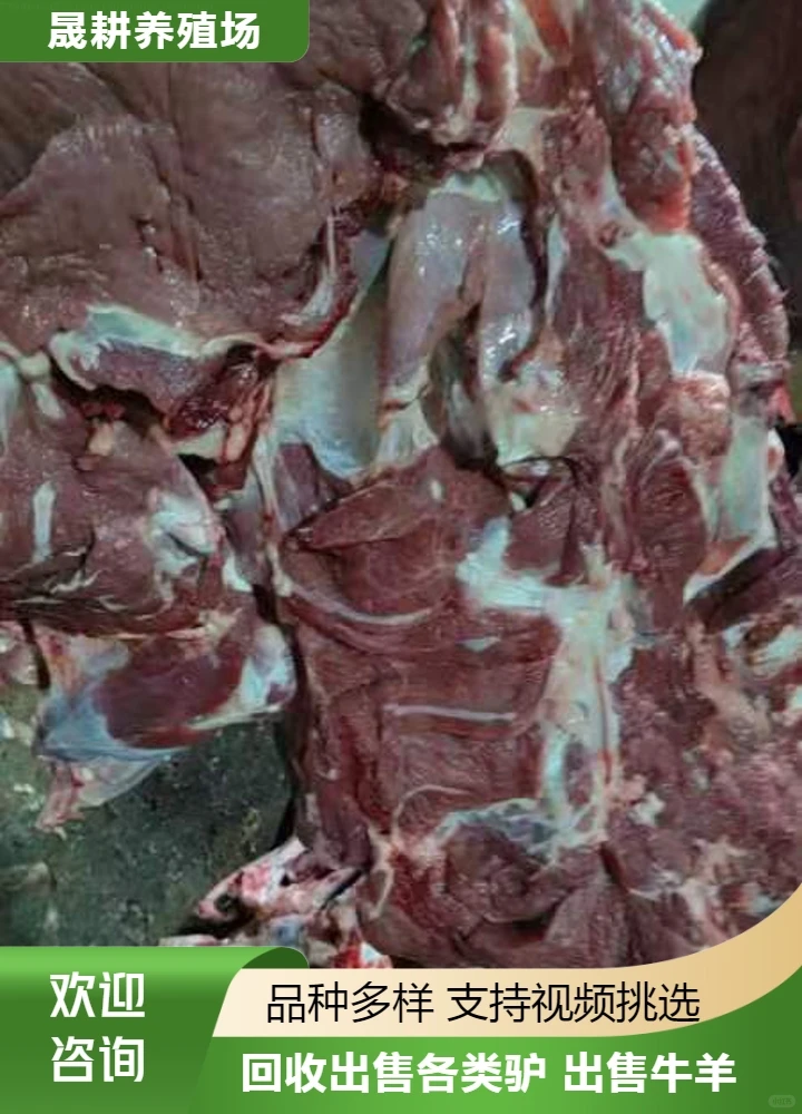 出售肉驴肉养殖场