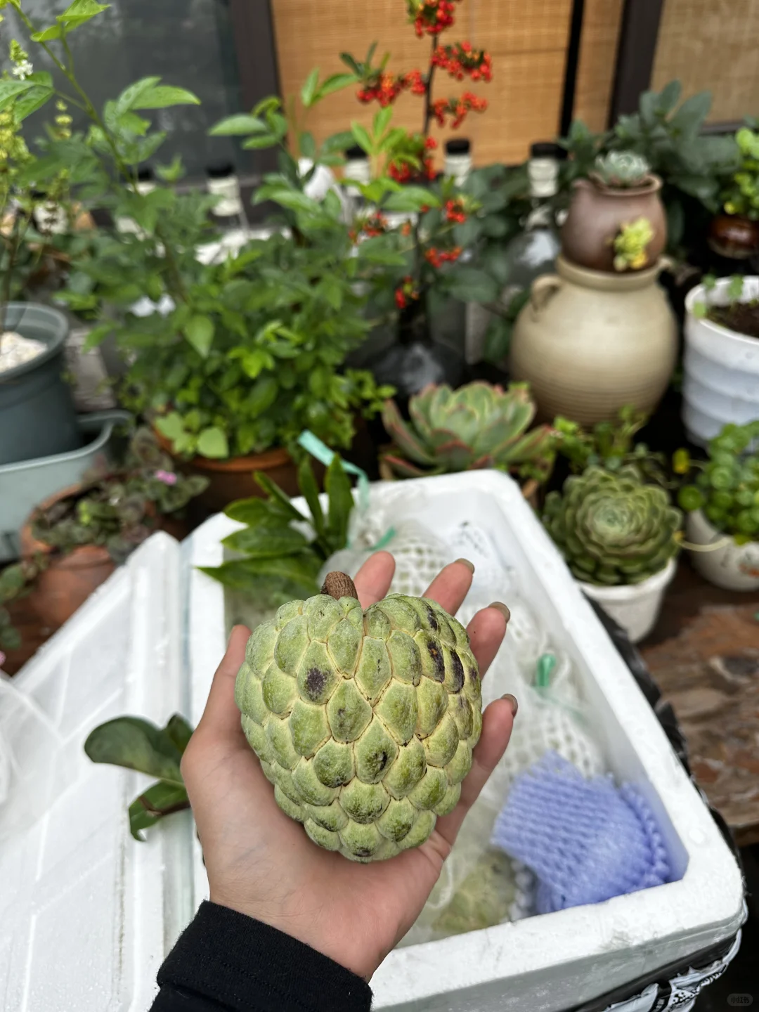 大理|你吃过林禽吗