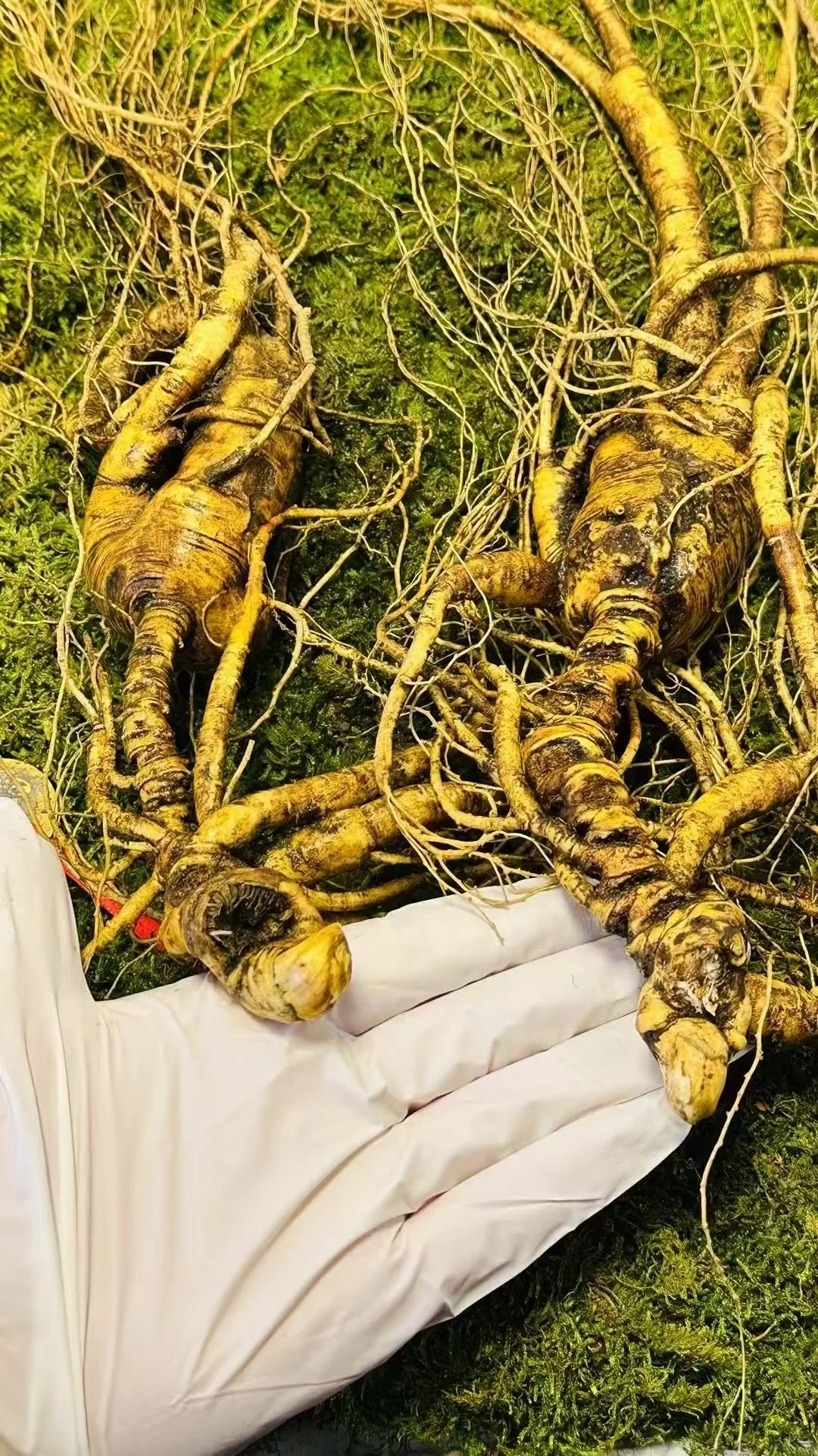 林下秘货30多年的