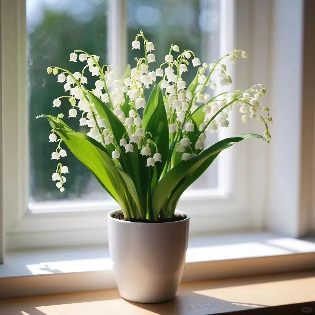 ?铃兰 | 世间最纯洁的白色小花