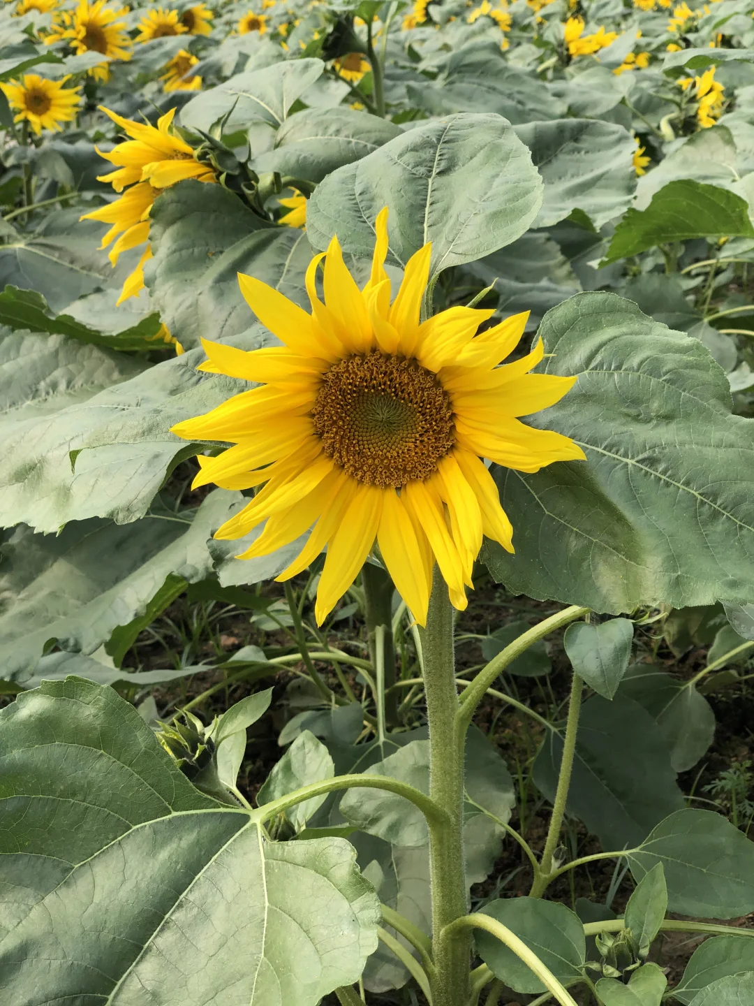 每日一花65: 向日葵