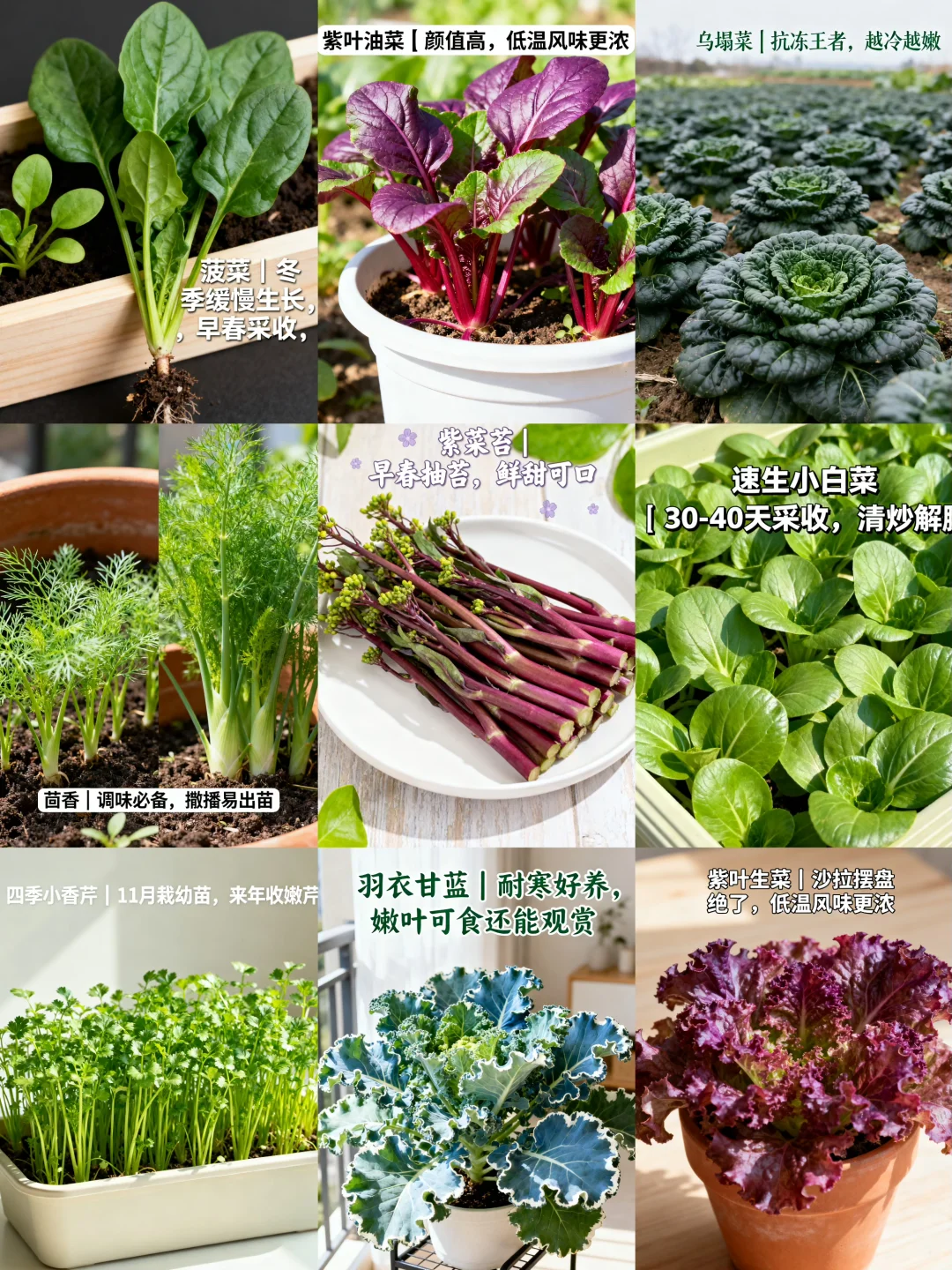 山东11月种菜清单｜14种耐寒菜！新手闭眼冲?