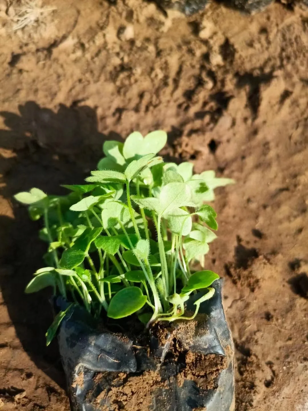 工程苗适合有花园要地栽的花友