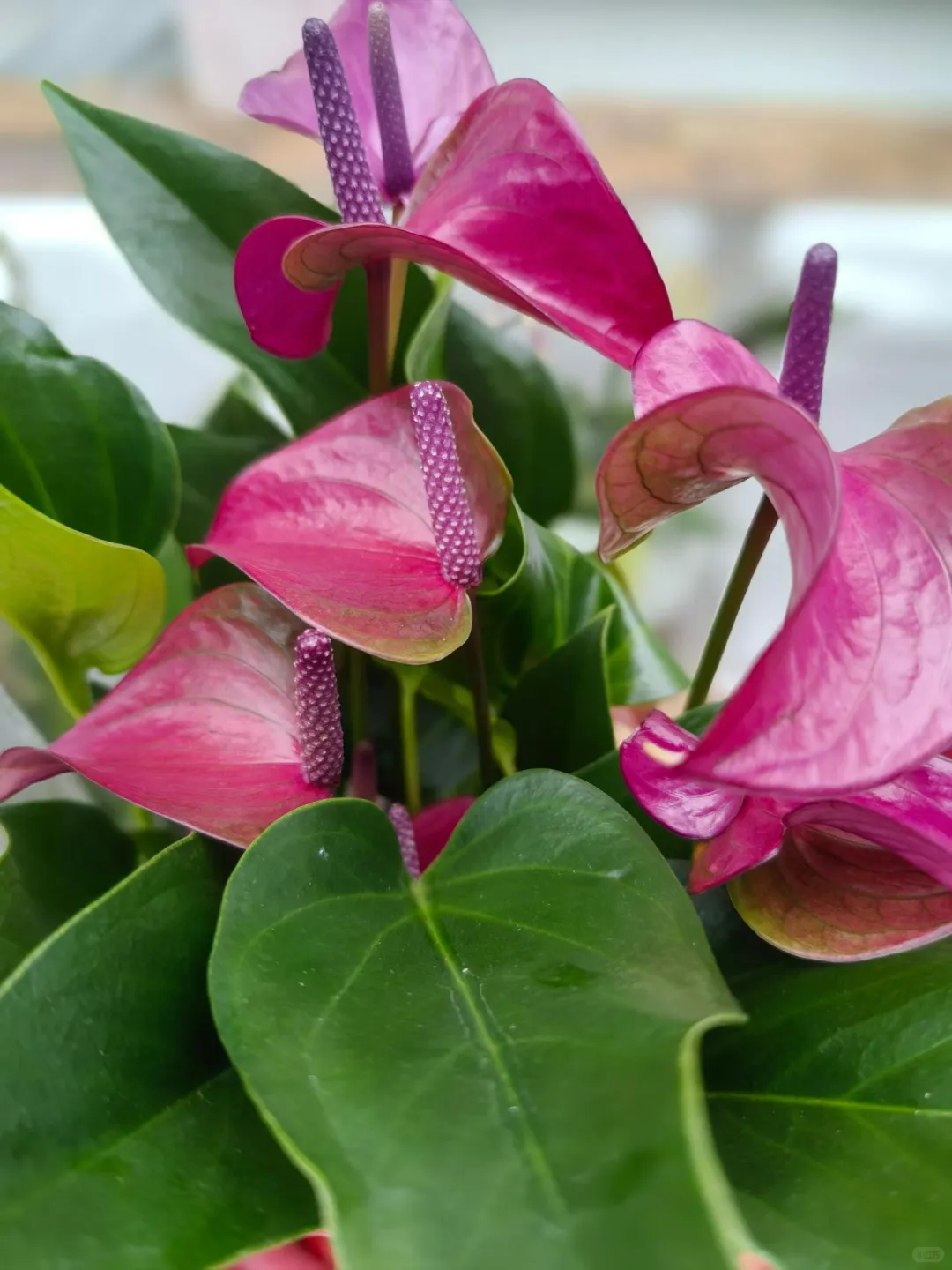 在黄岛属于你们的花卉基地