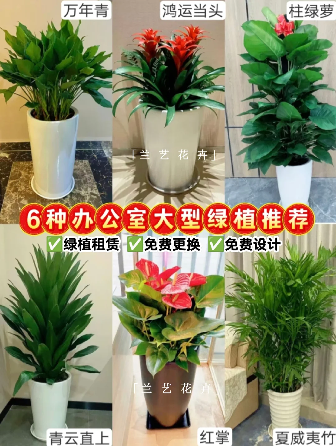 12种办公室大型绿植推荐｜寓意+养护指南
