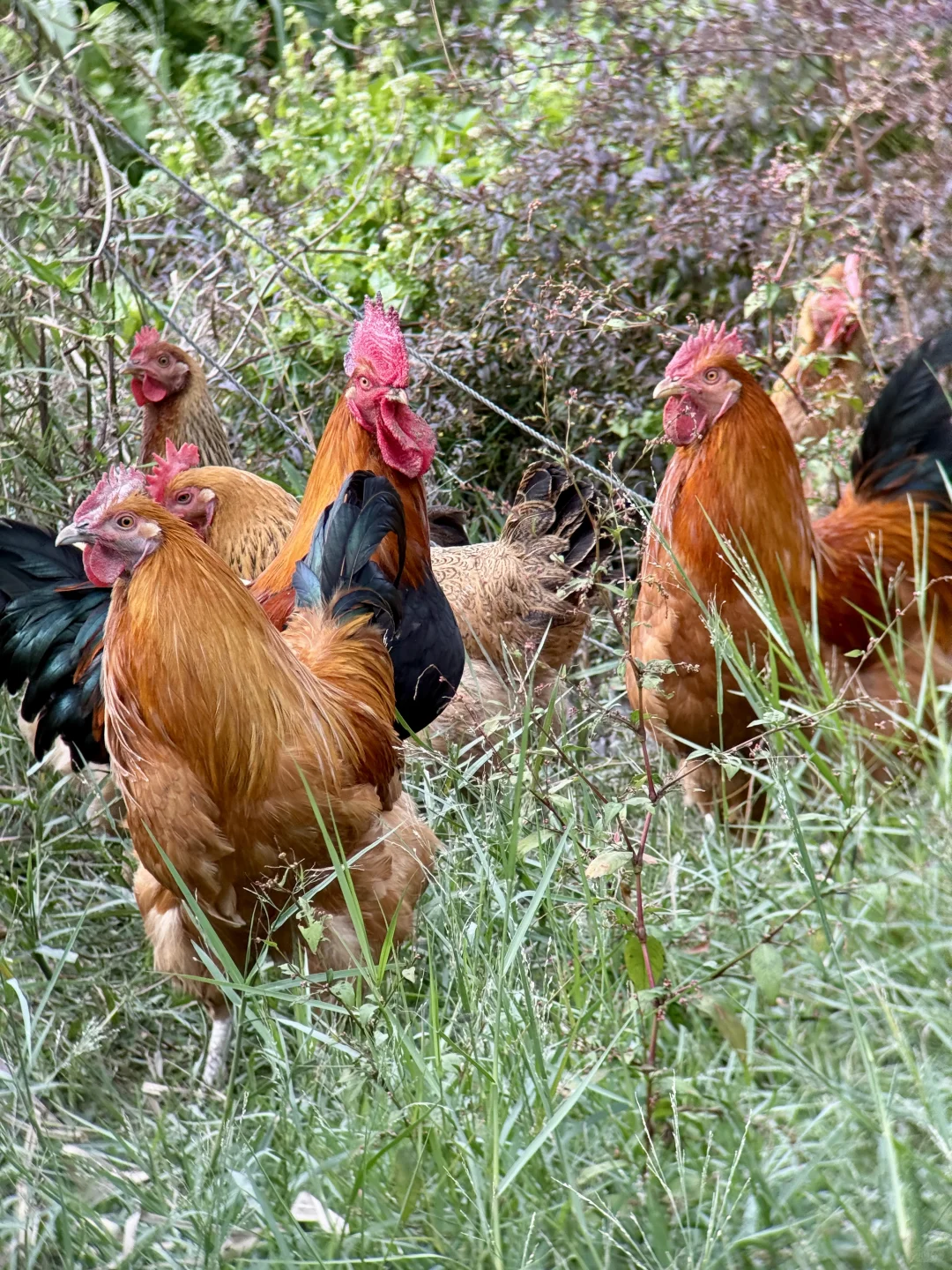 看到走地鸡就想吃的请点赞！高端食材谁不爱