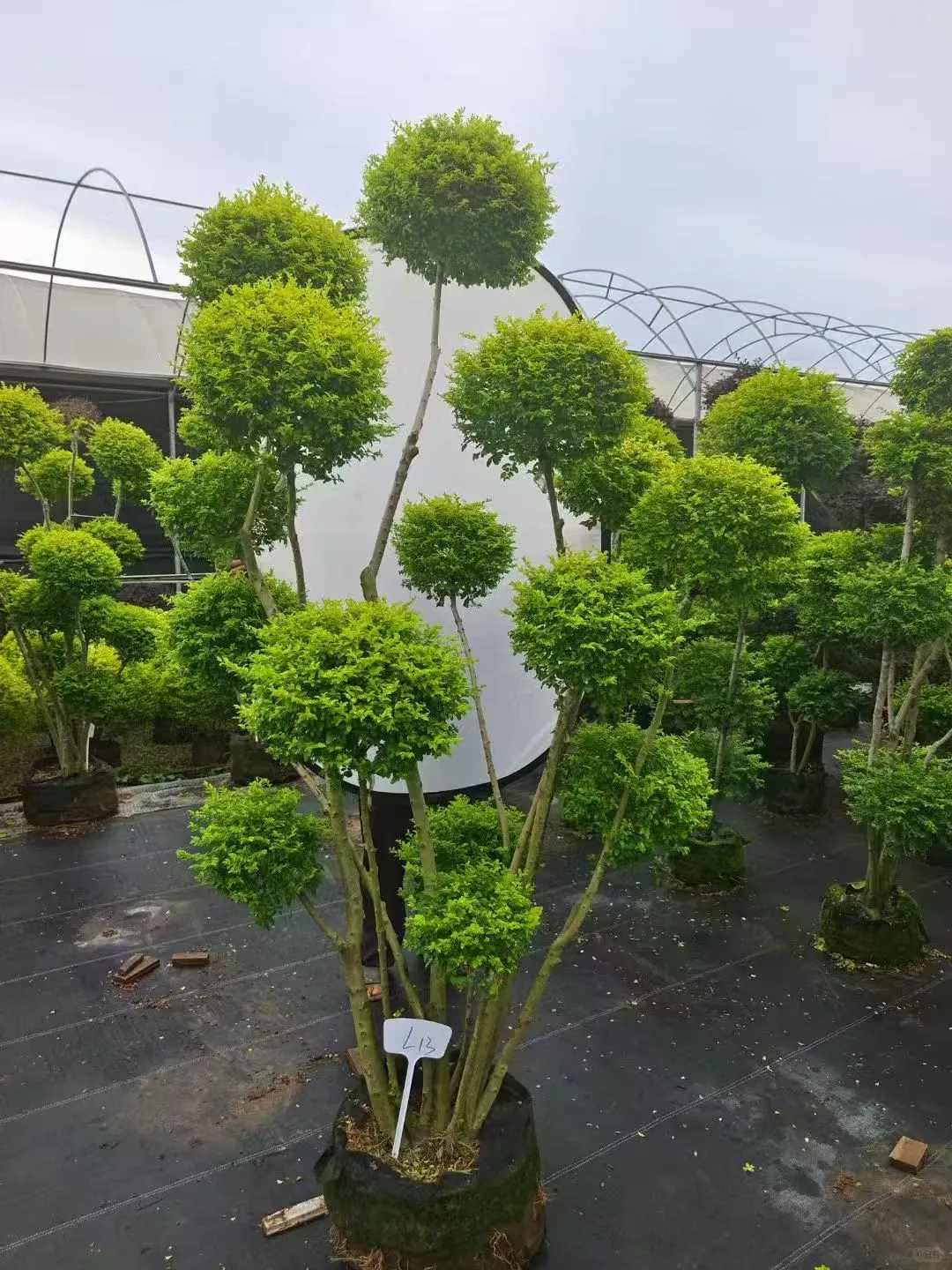 【苗木~亮叶女贞】