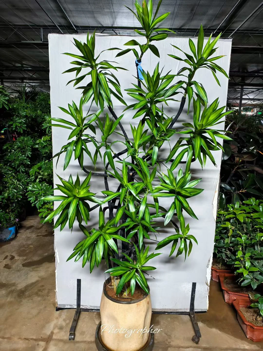 北京植物租摆_花卉租赁_绿植养护公司