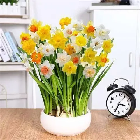 ❄️高级感水仙｜小众绿植种草