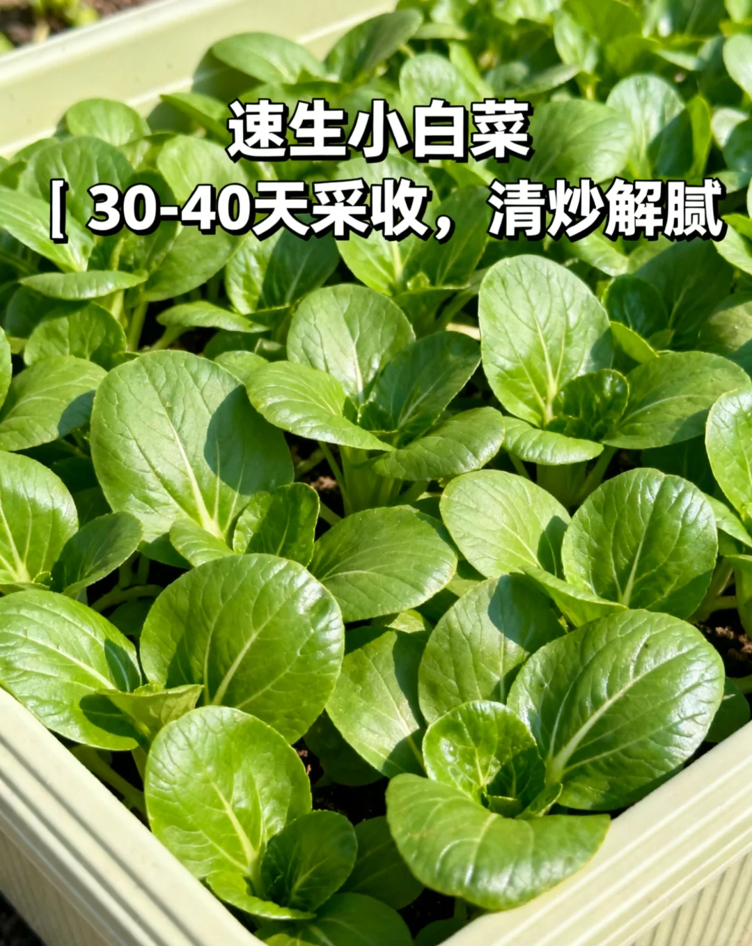 山东11月种菜清单｜14种耐寒菜！新手闭眼冲?