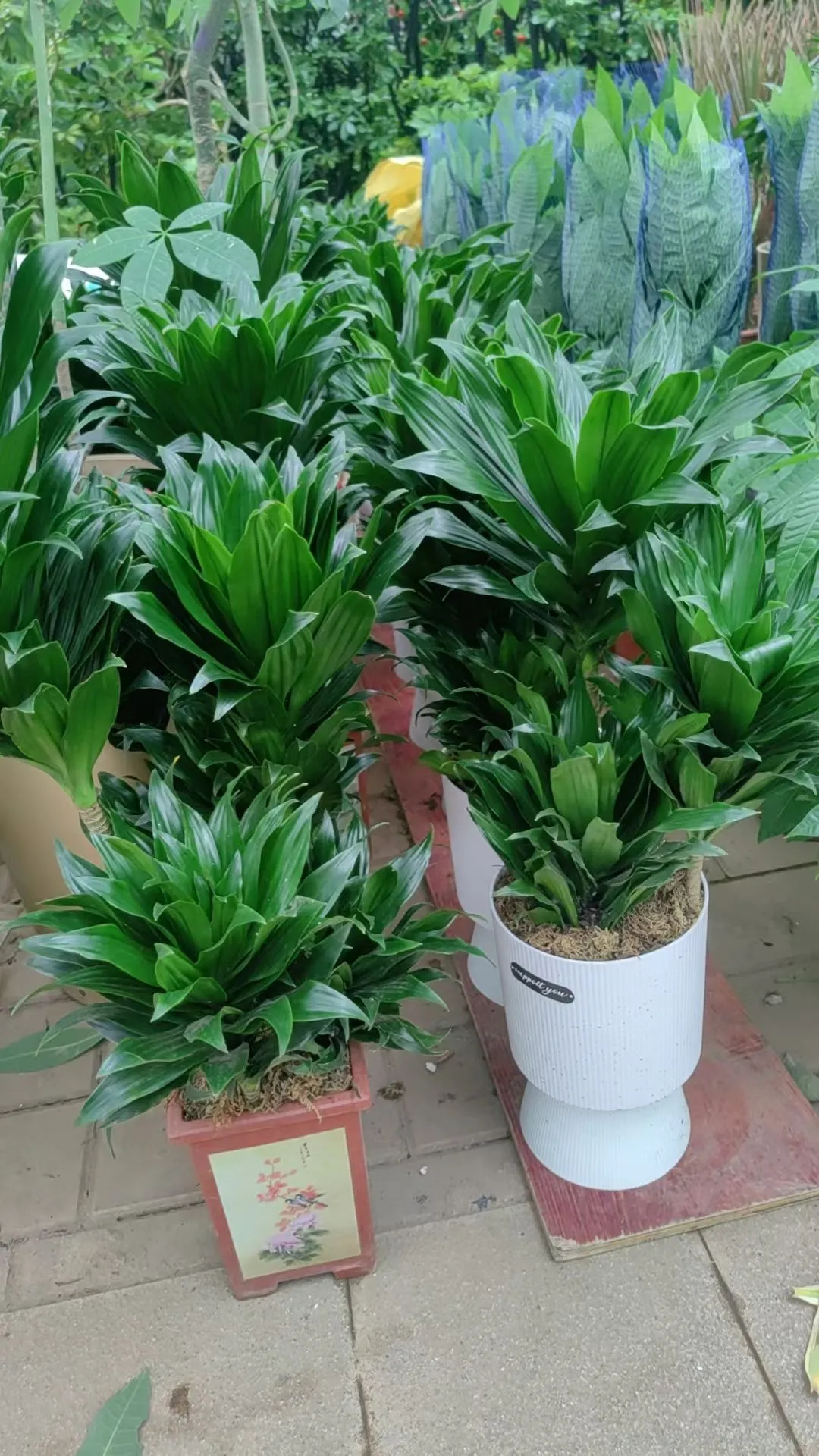 北京植物租摆_花卉租赁_绿植养护公司