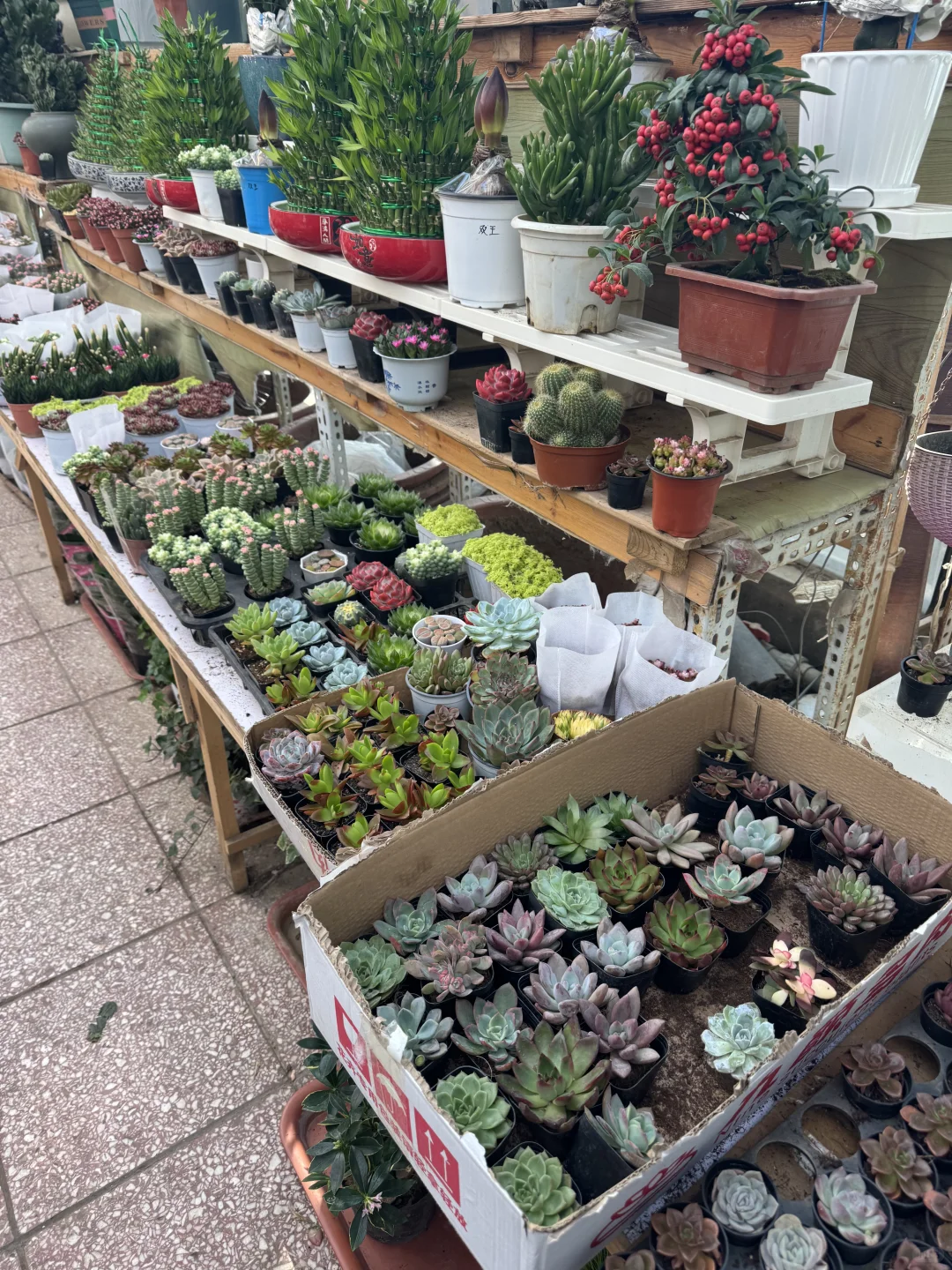 北京农科院花卉市场