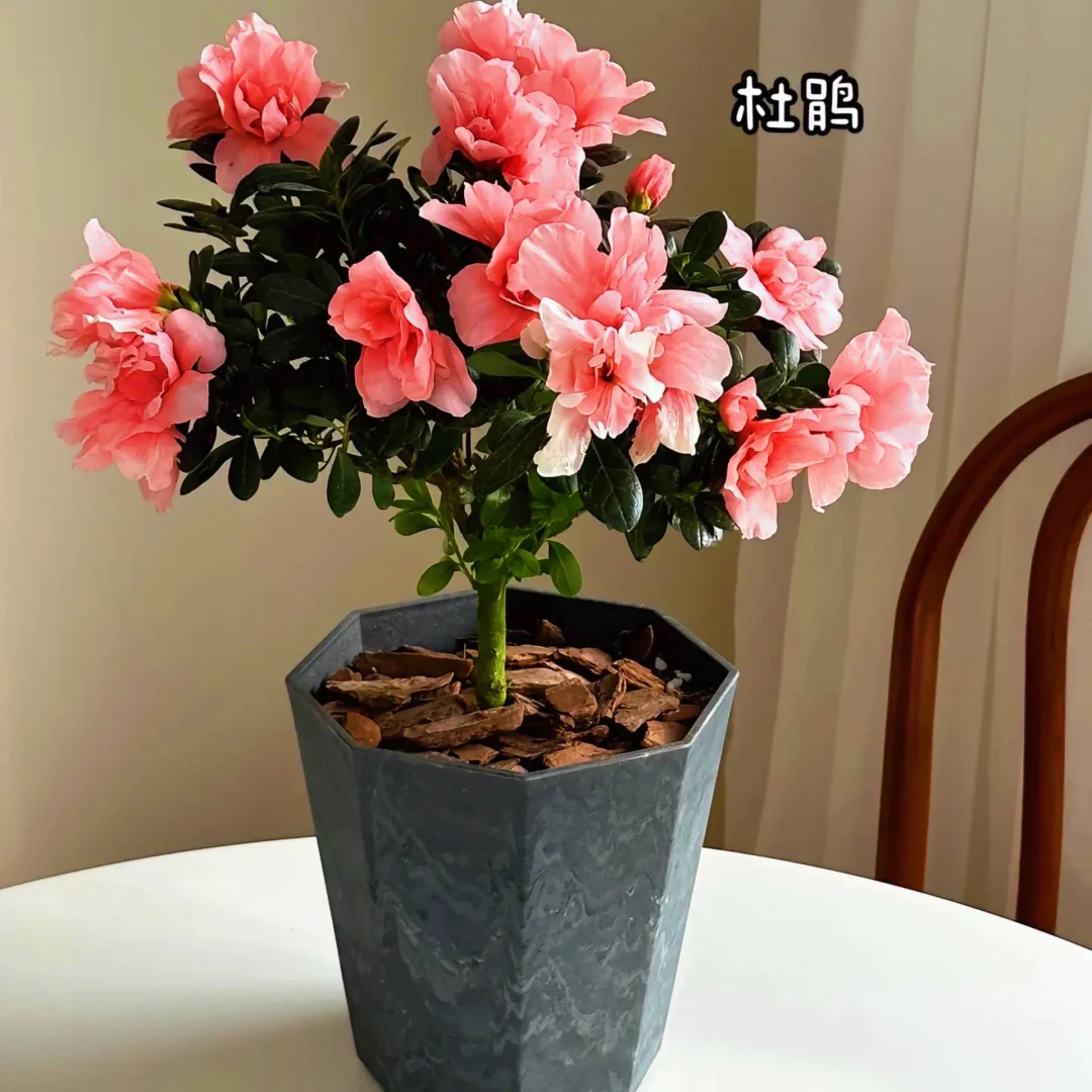 适合室内养的9种高颜值盆栽！！！