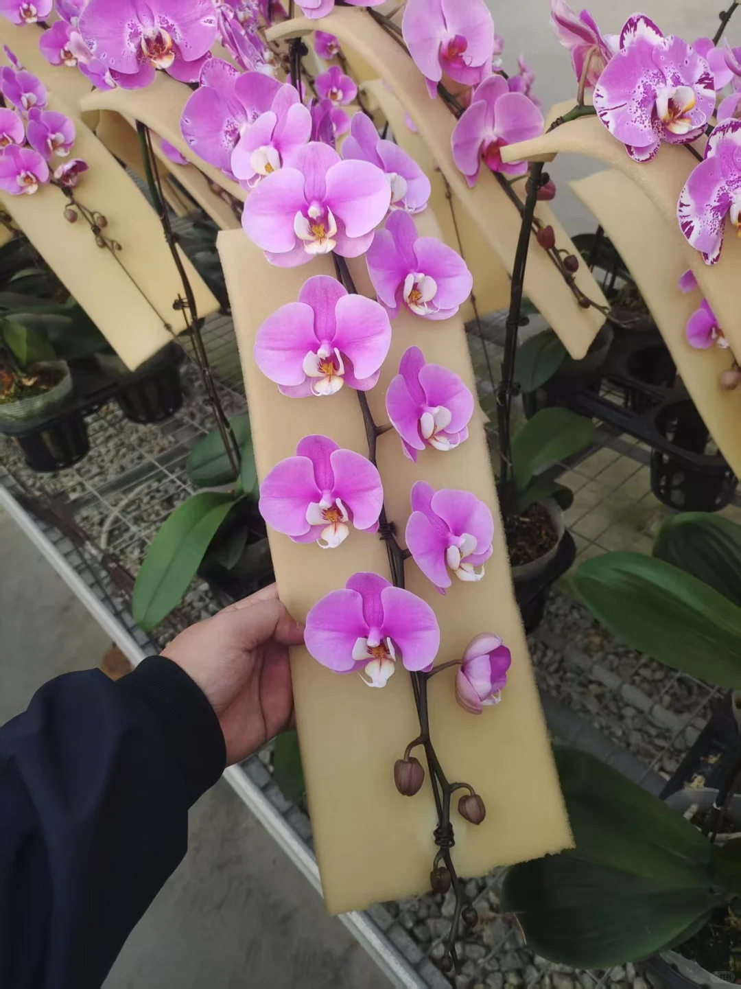 性价比超级高的5寸龙兰，数量有限先到先得