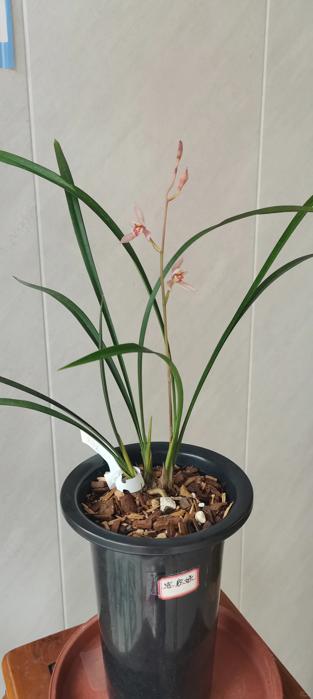 花开盛美，满屋飘香?