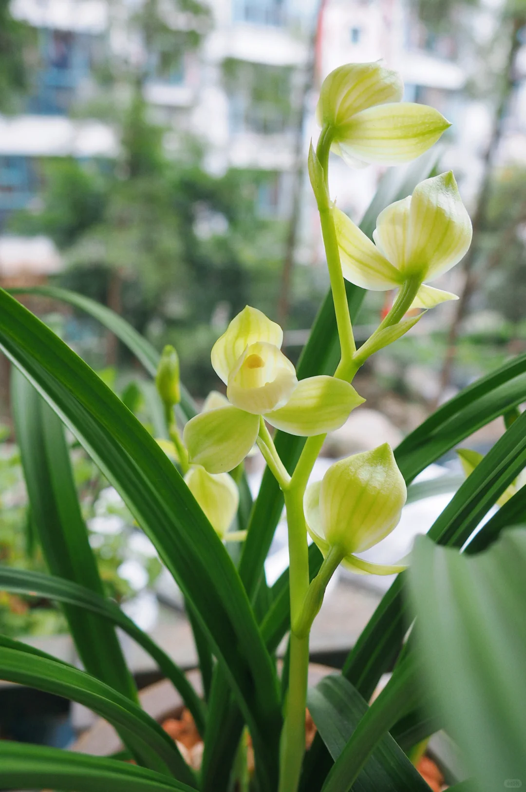 兰花，春剑素荷