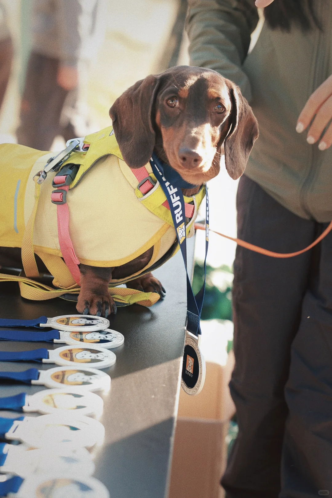 拉夫威尔，让狗狗的每一步都有环保温度