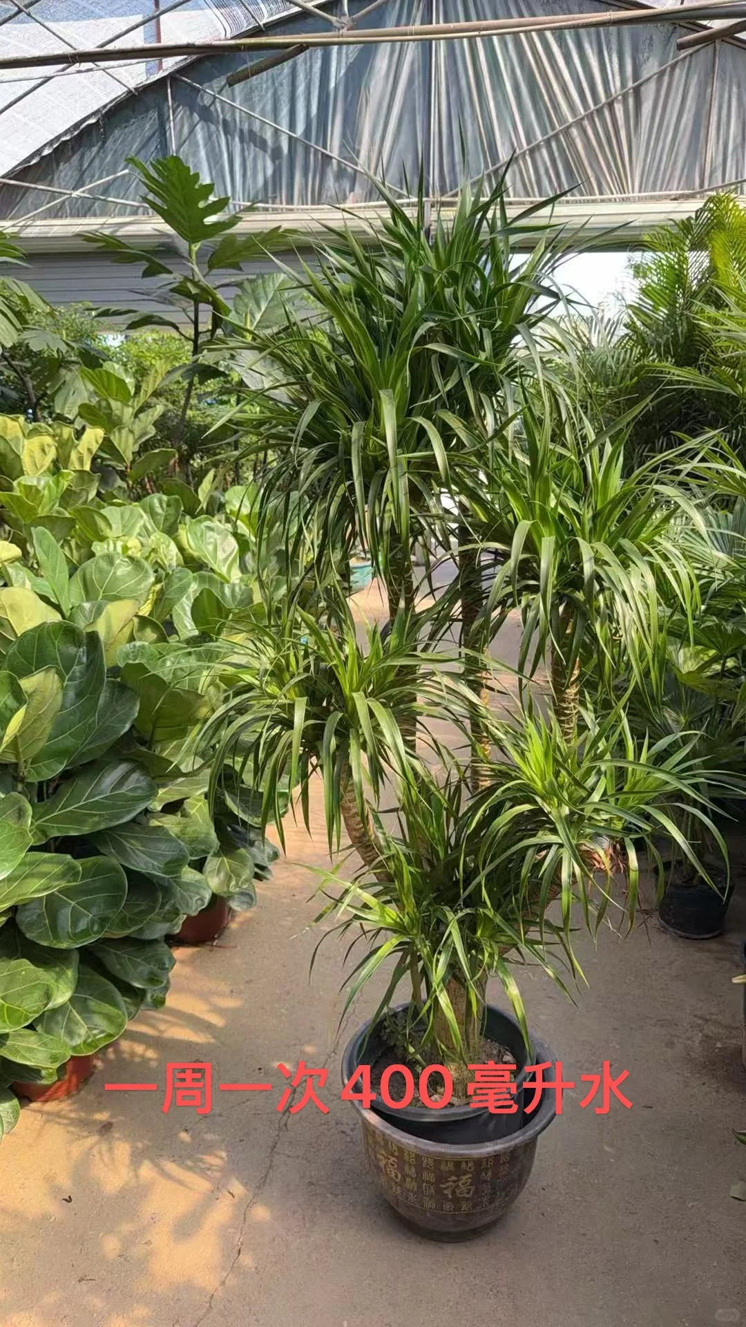 深圳绿植租赁批发，可上门设计出方案。