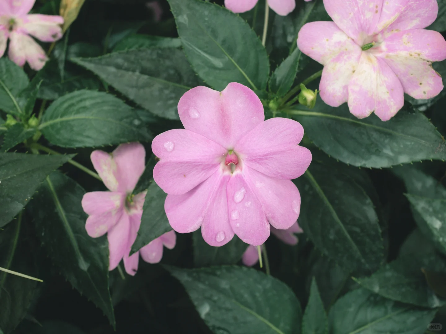 花花 | 苏丹凤仙花
