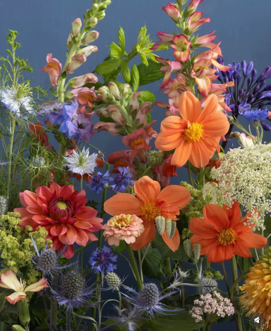 审美｜花艺美图