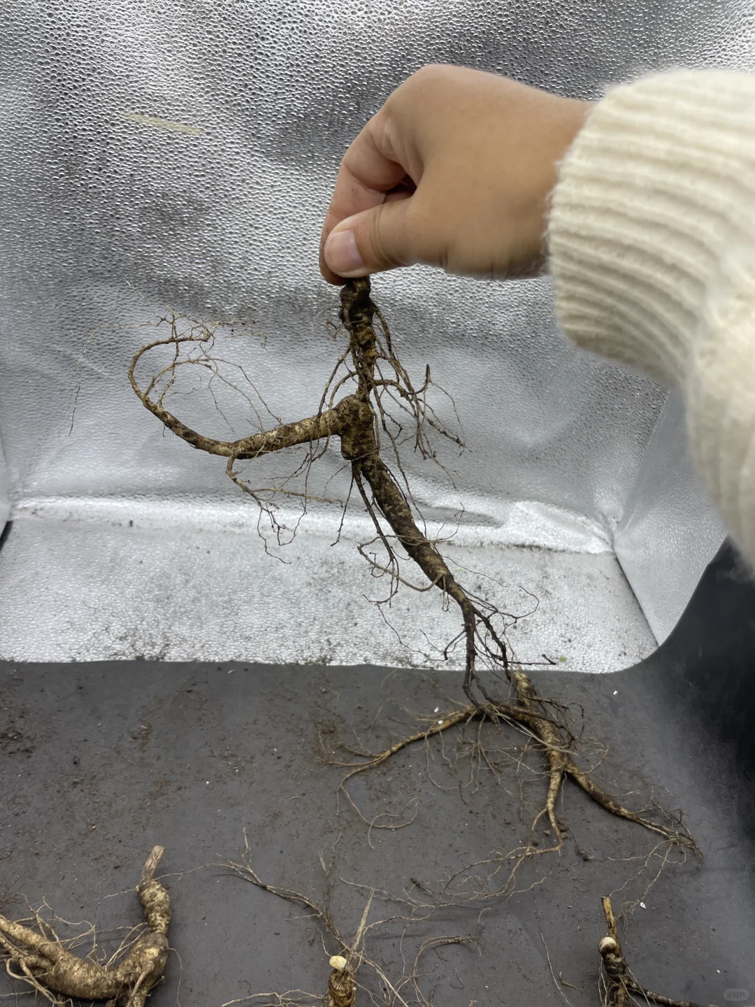 真正没有人工干预自然生长的林下野山参