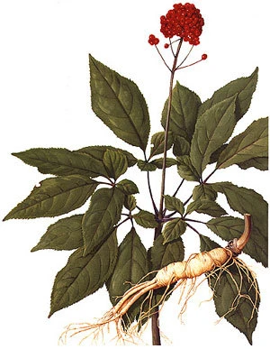 ? 华山参：熬夜党必备，秒回血