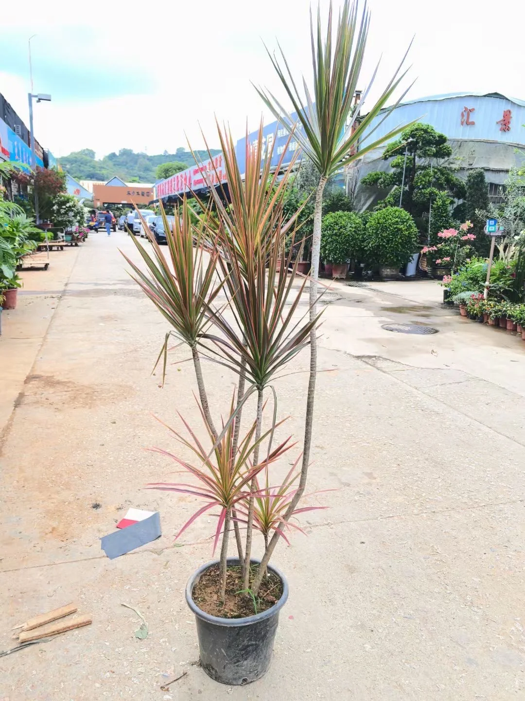 深圳绿植租赁批发同城两小时送达