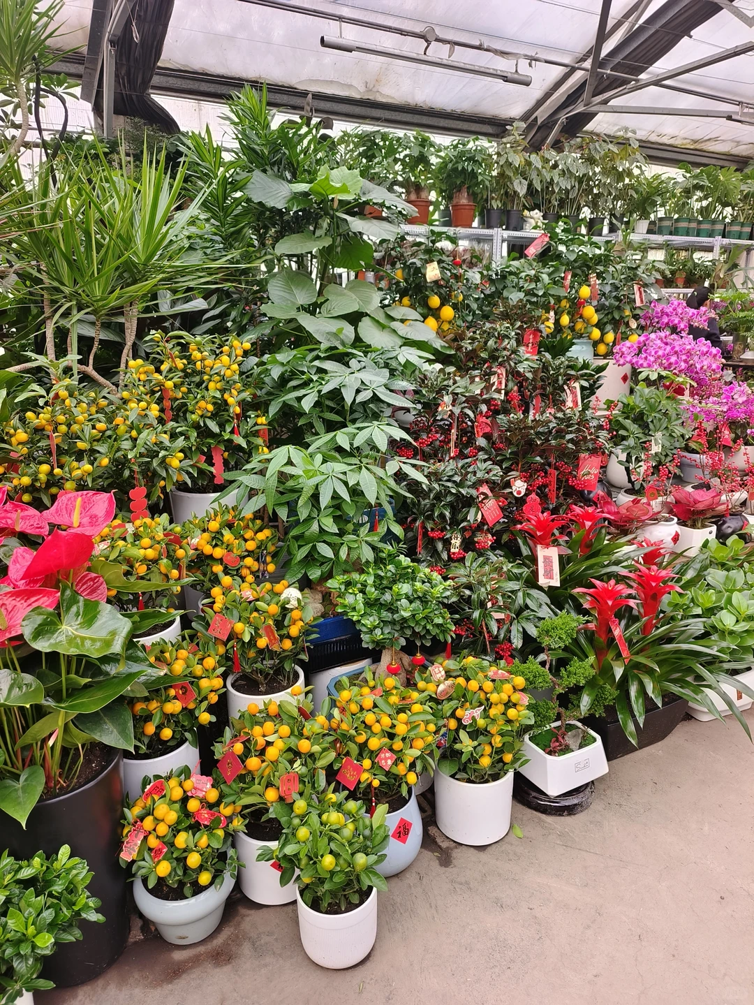 新年快乐?乌鲁木齐绿植盆栽