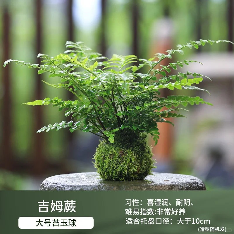 盆栽花卉组合，一镜到底～