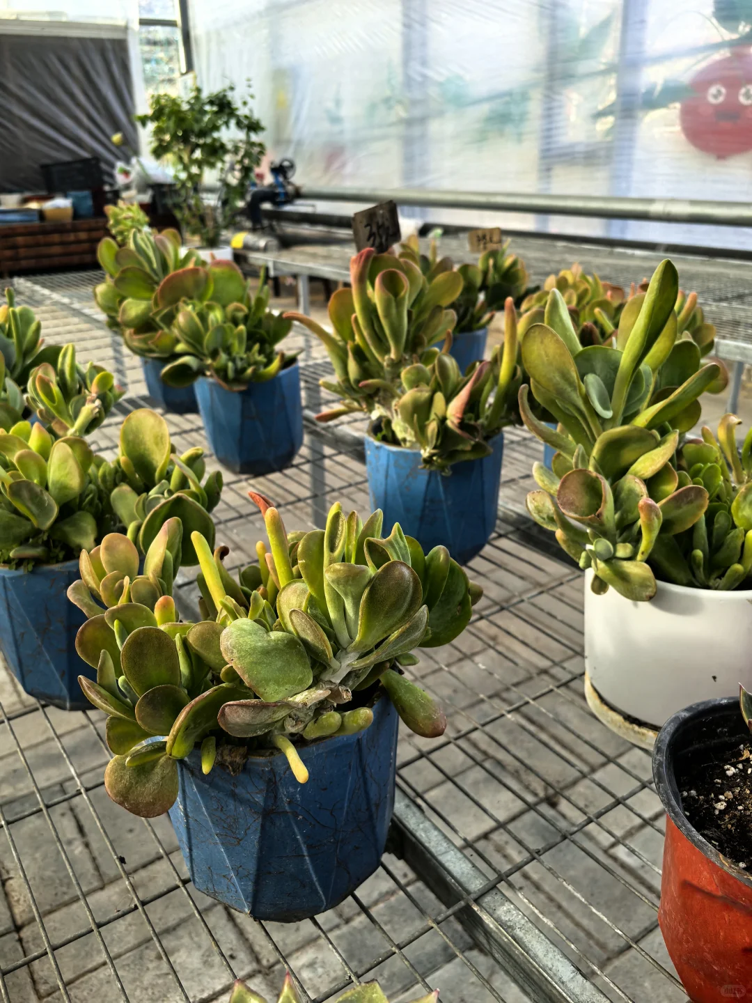 鑫善百园花卉大厅真不错！