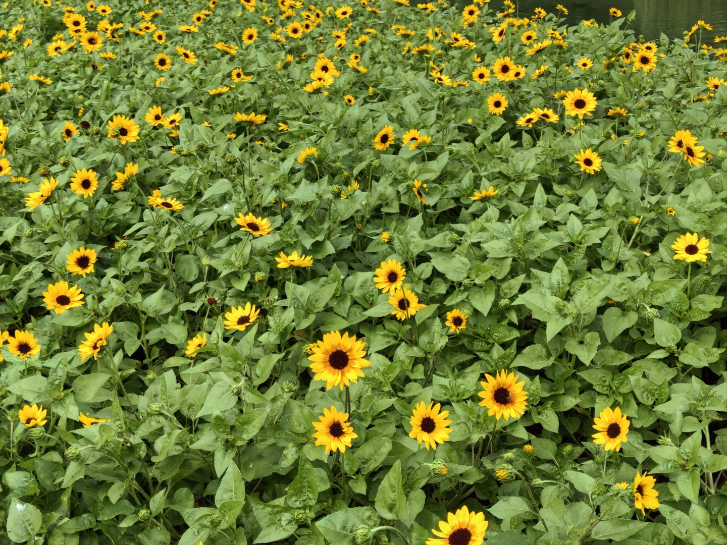 每日一花65: 向日葵