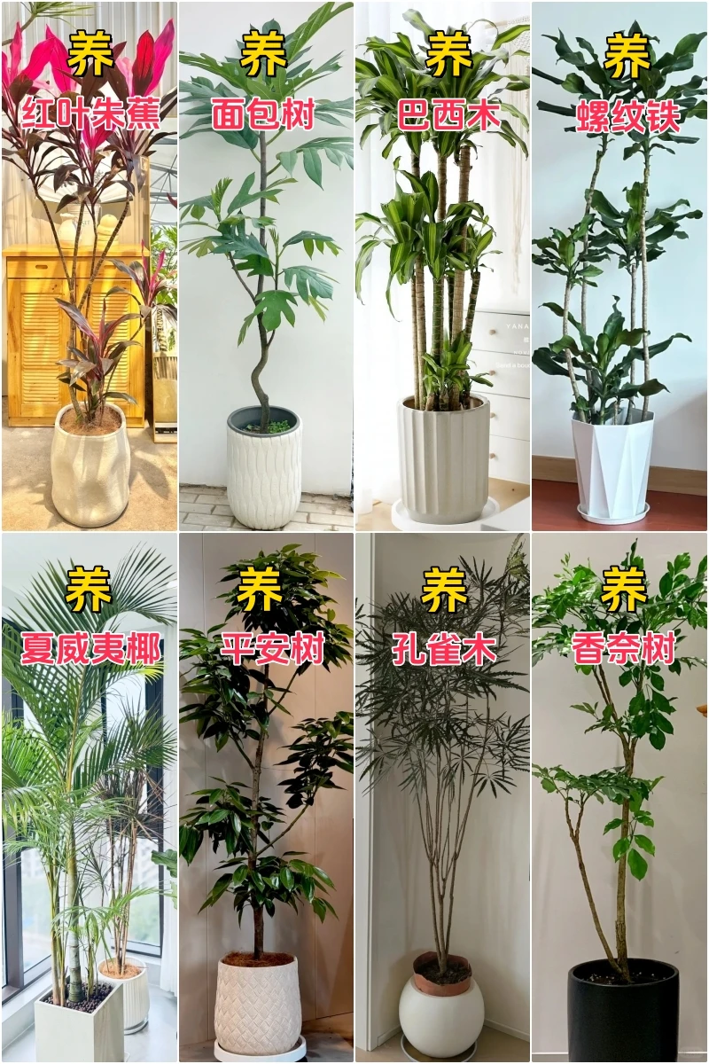 懒人客厅绿植推荐，记得十六养&十六不养