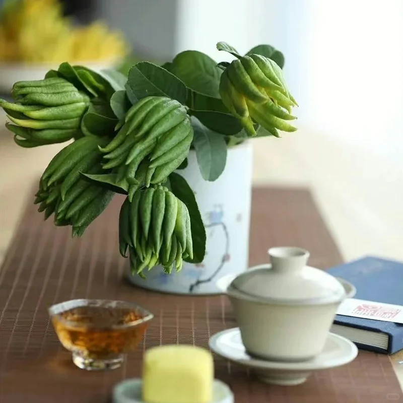 每天分享不一样的鲜花绿植?