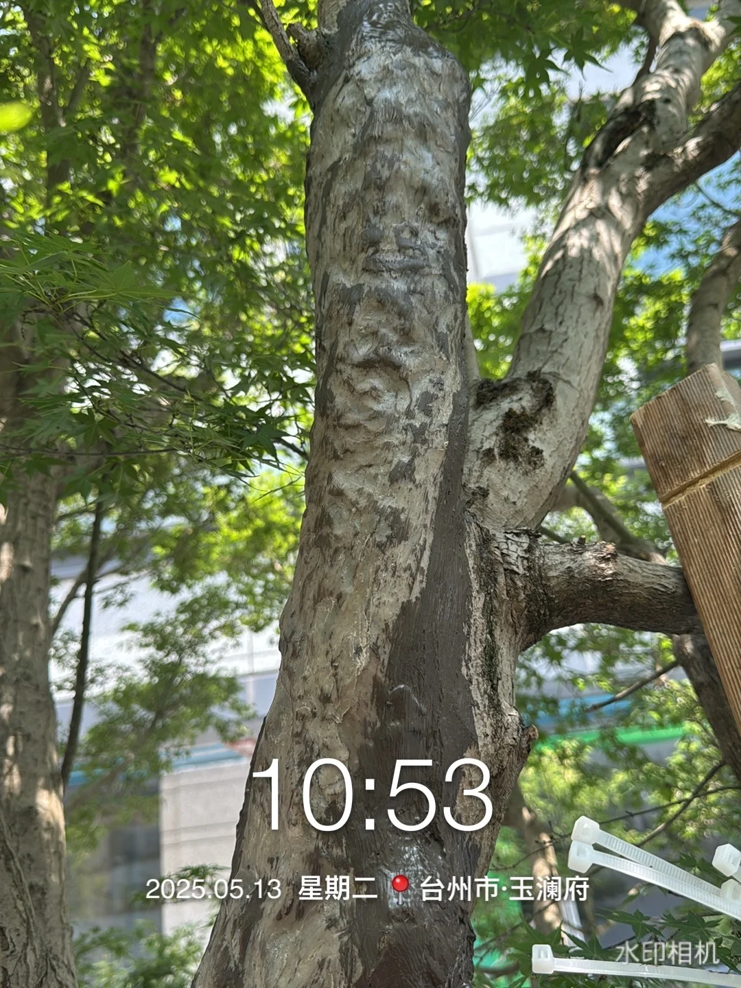 花了40万从日本买了一颗羽毛红枫树