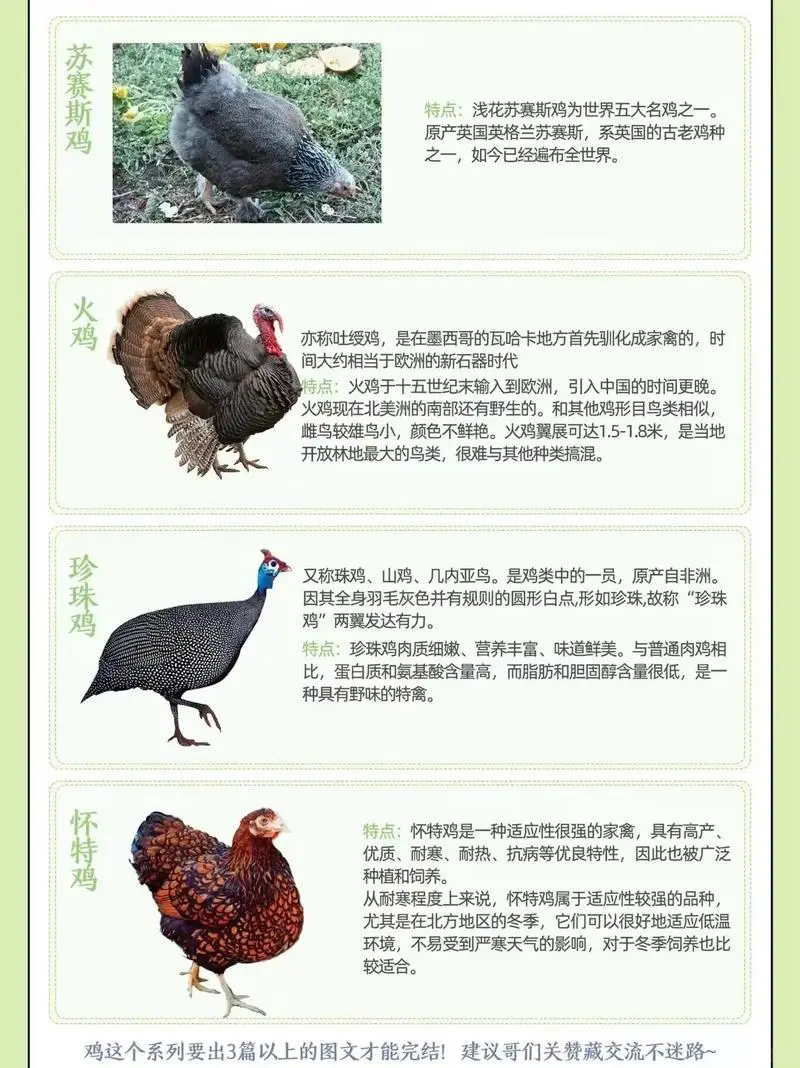 鸡种图鉴三：不止是美味，更是基因库