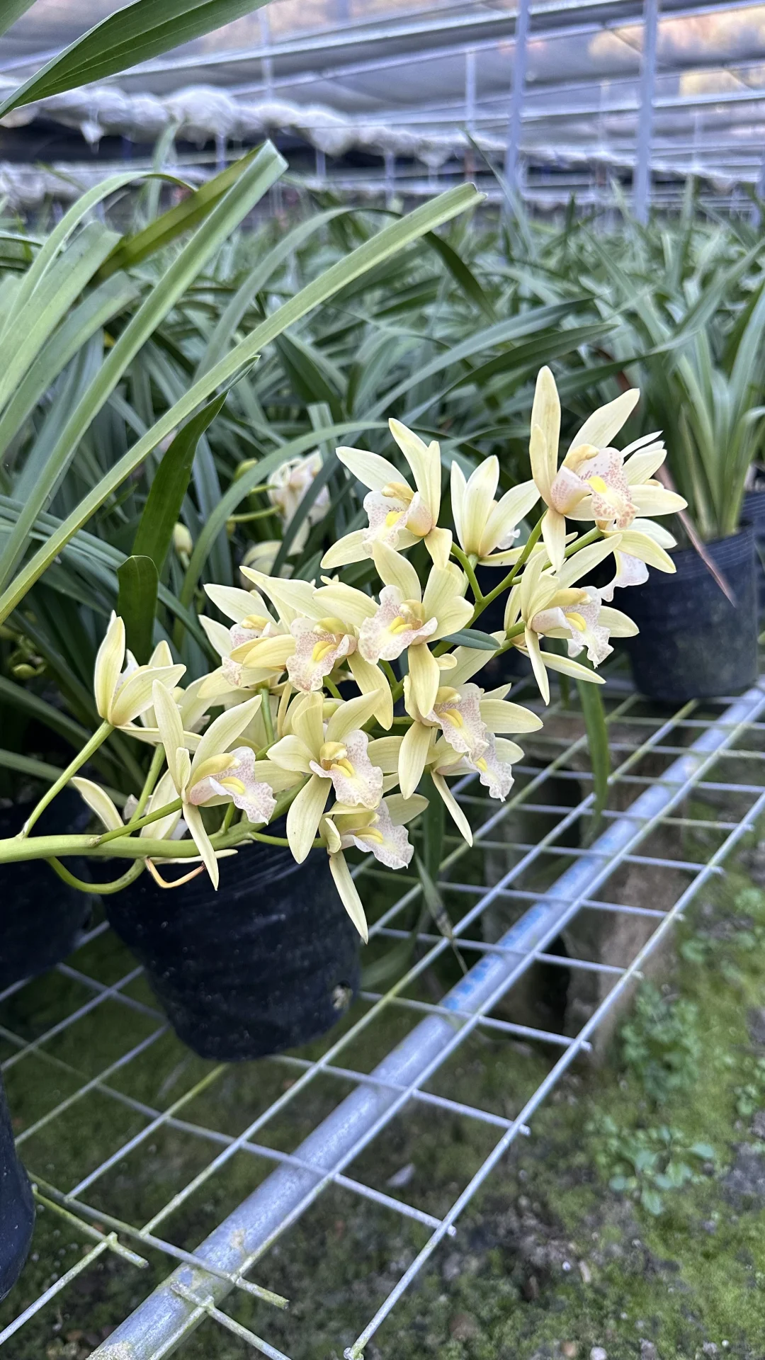 免费送花，有要的联系可邮寄