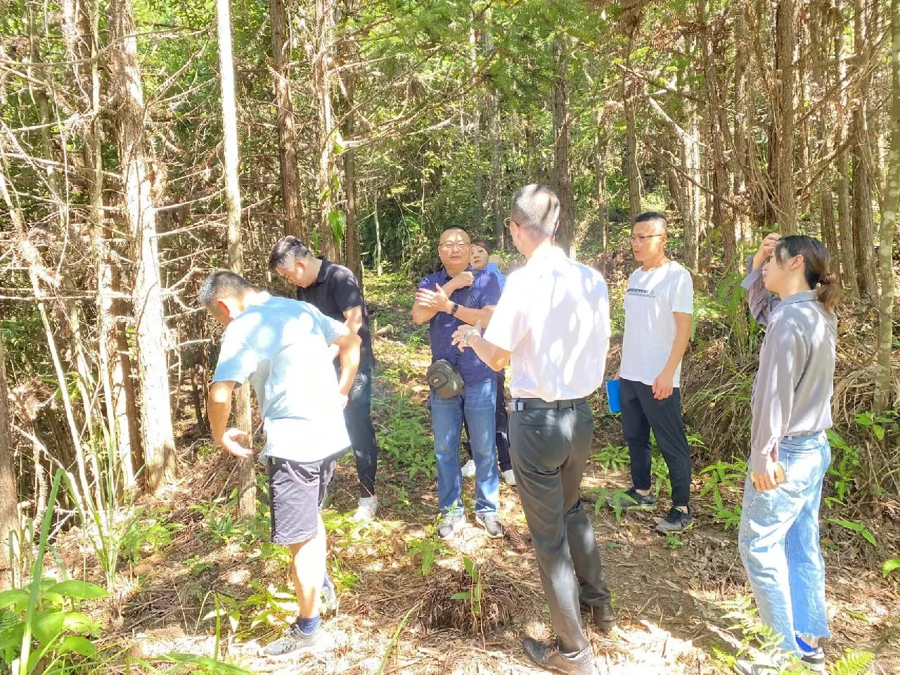 林下经济-常口黄精