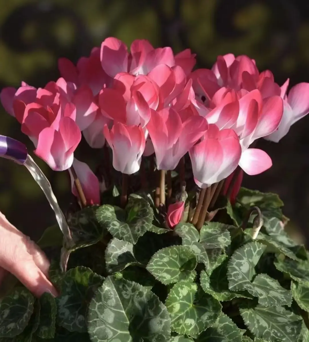 仙客来荷花系列~