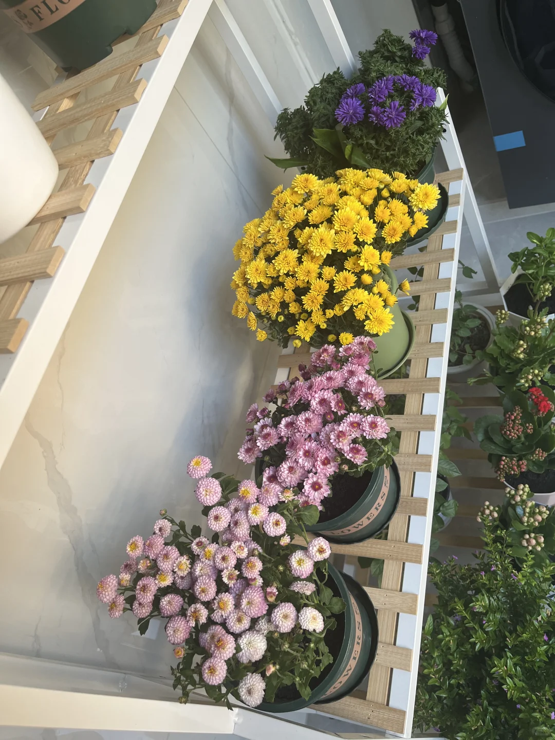 我的阳台小花???！