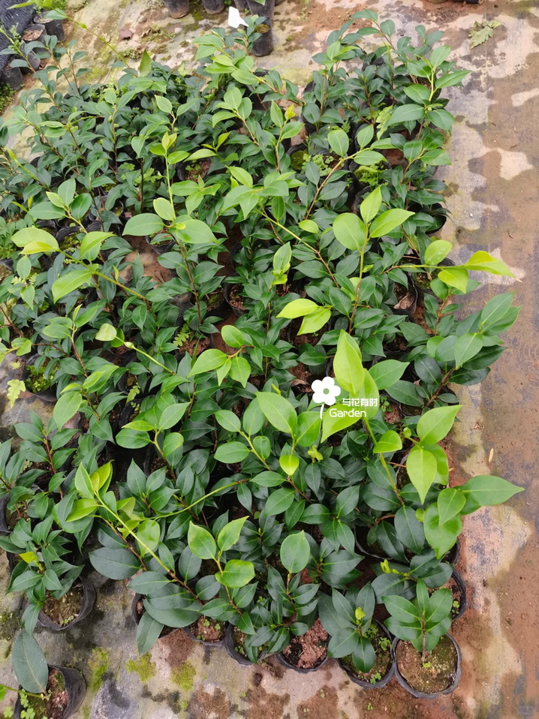 绞初岚日本山茶花苗情实拍/25.08