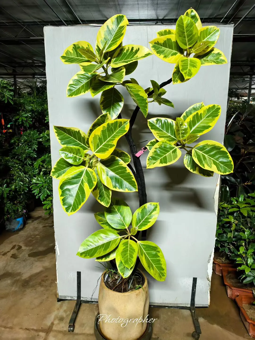 北京植物租摆_花卉租赁_绿植养护公司