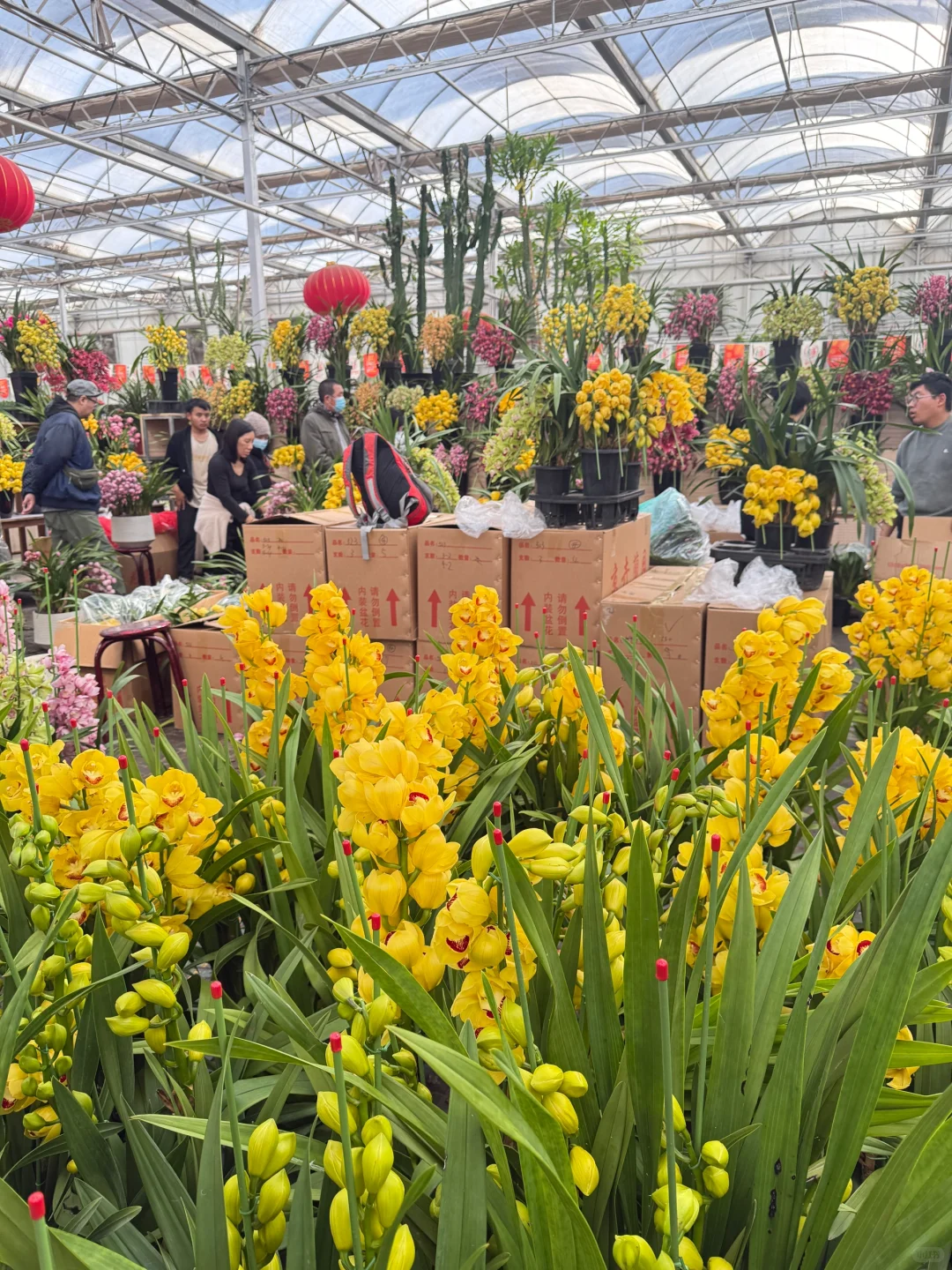 心中第一花市瞅一瞅