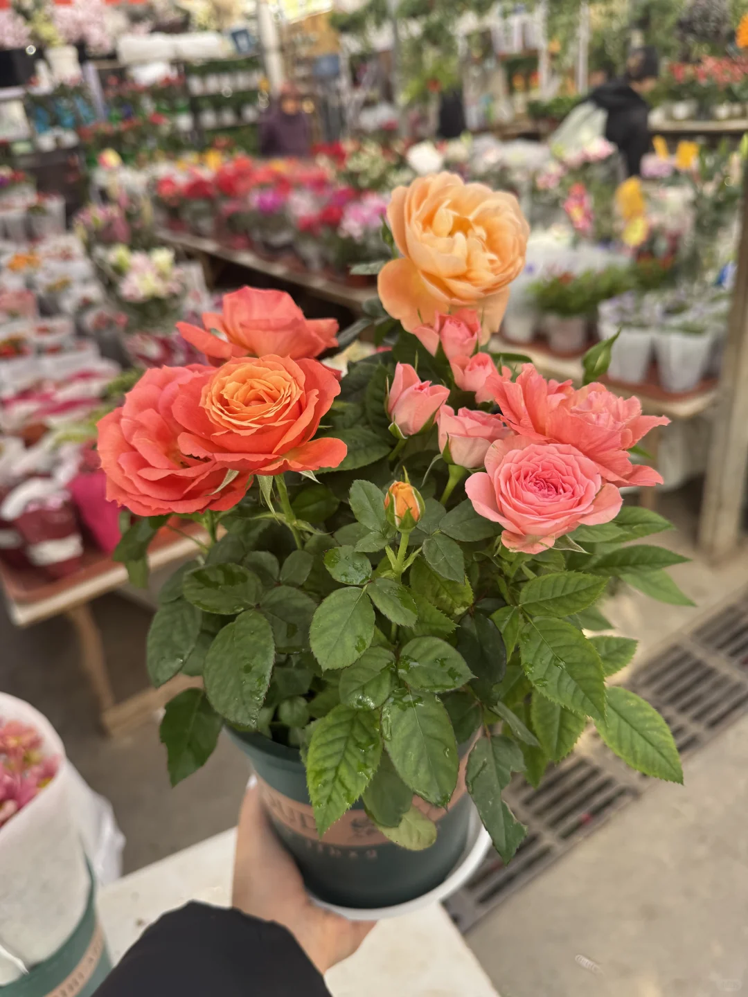 北京农科院花卉市场