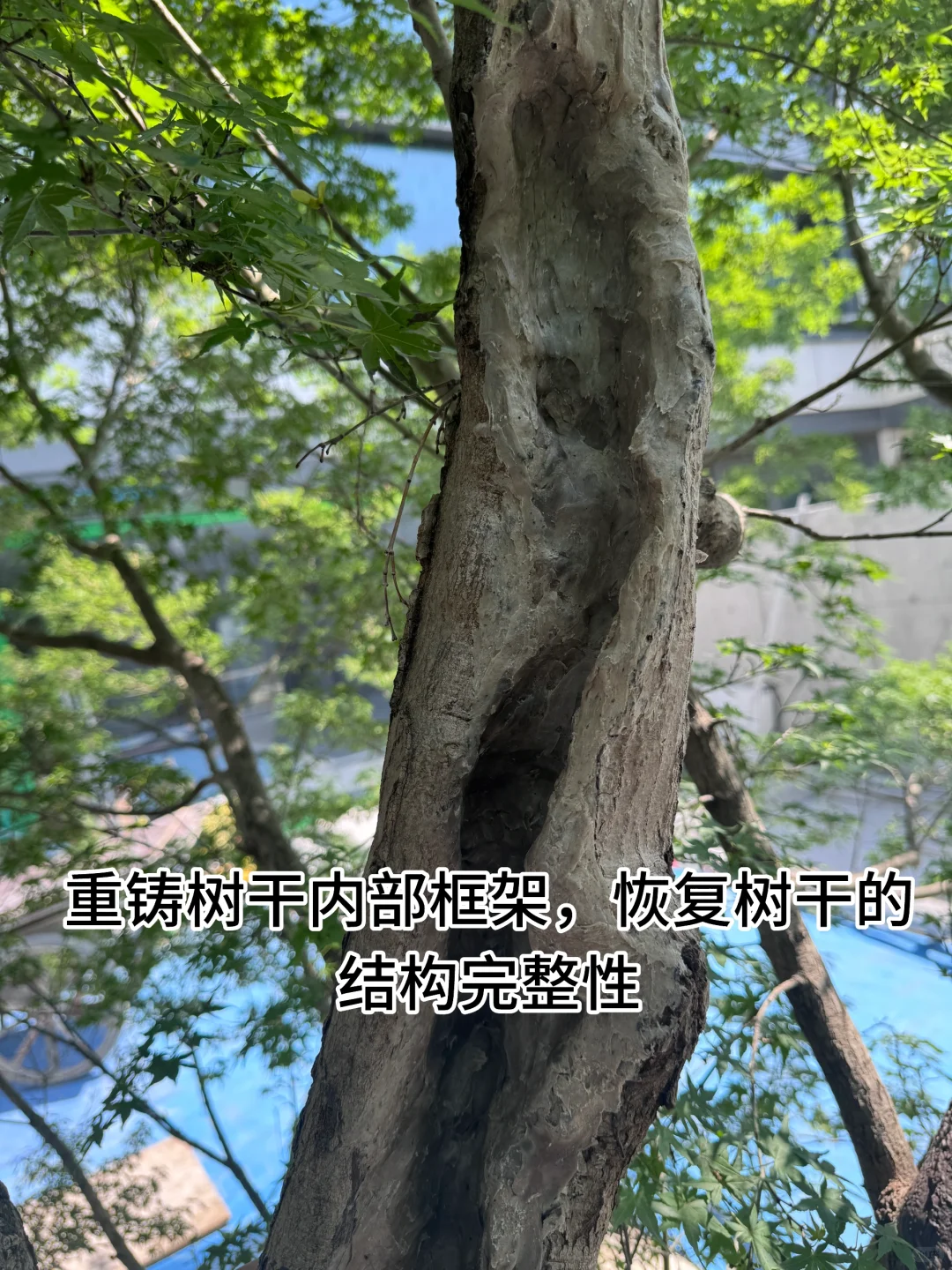 花了40万从日本买了一颗羽毛红枫树