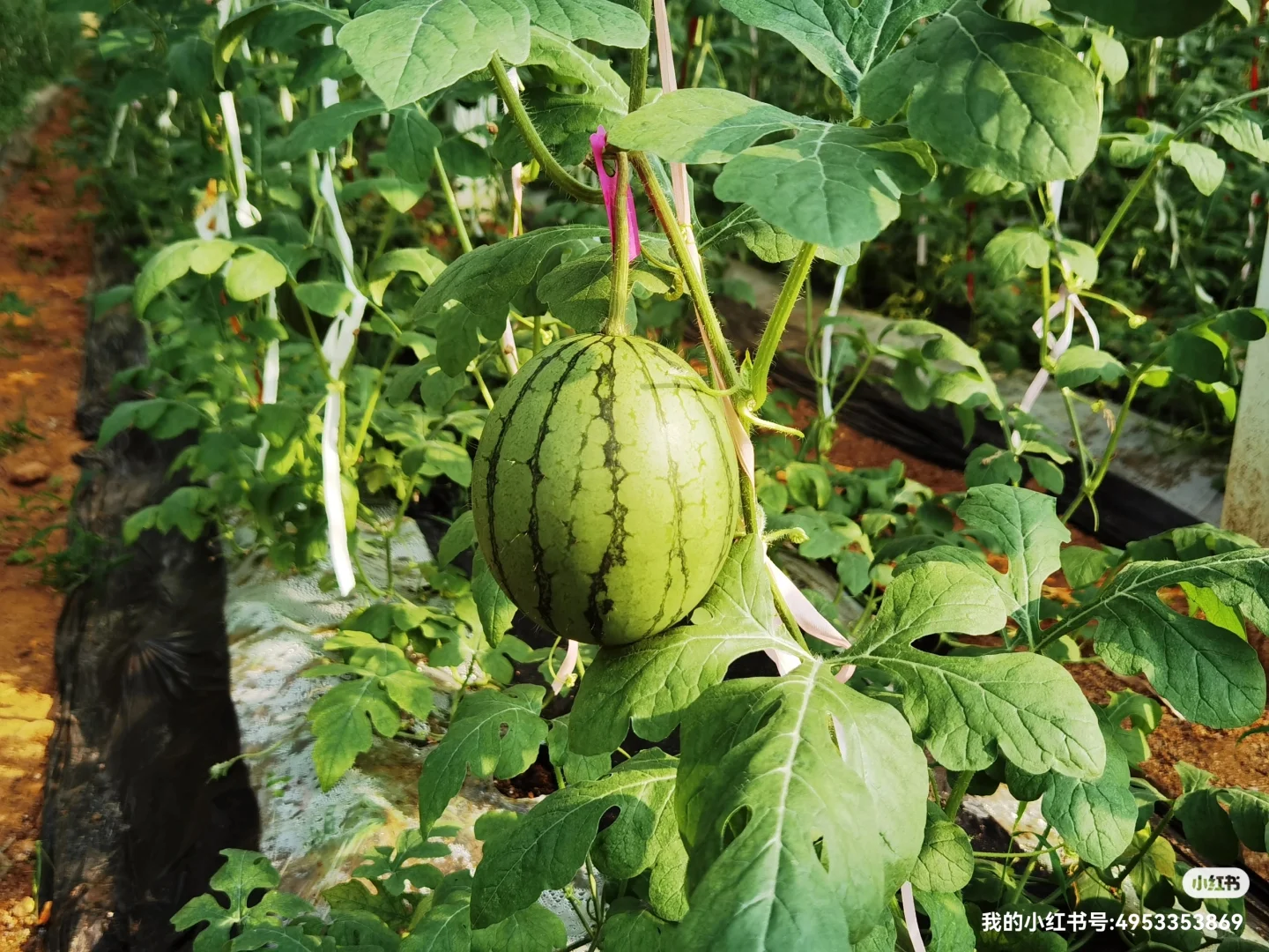 准有机农产品生产新模式