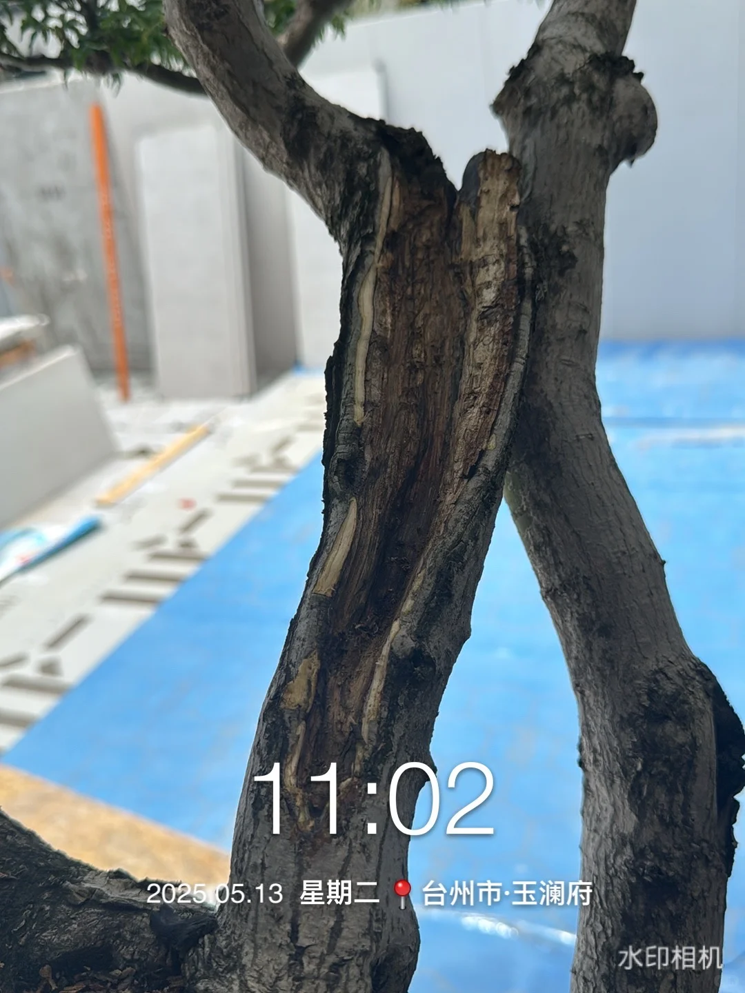 花了40万从日本买了一颗羽毛红枫树