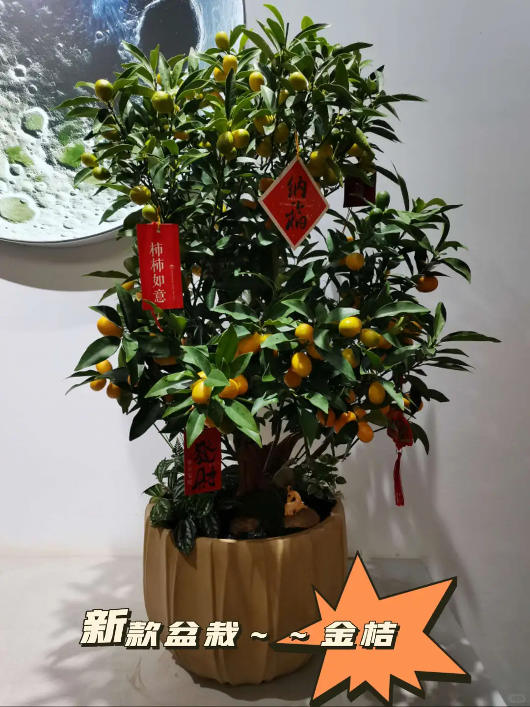 新款盆栽～～金桔