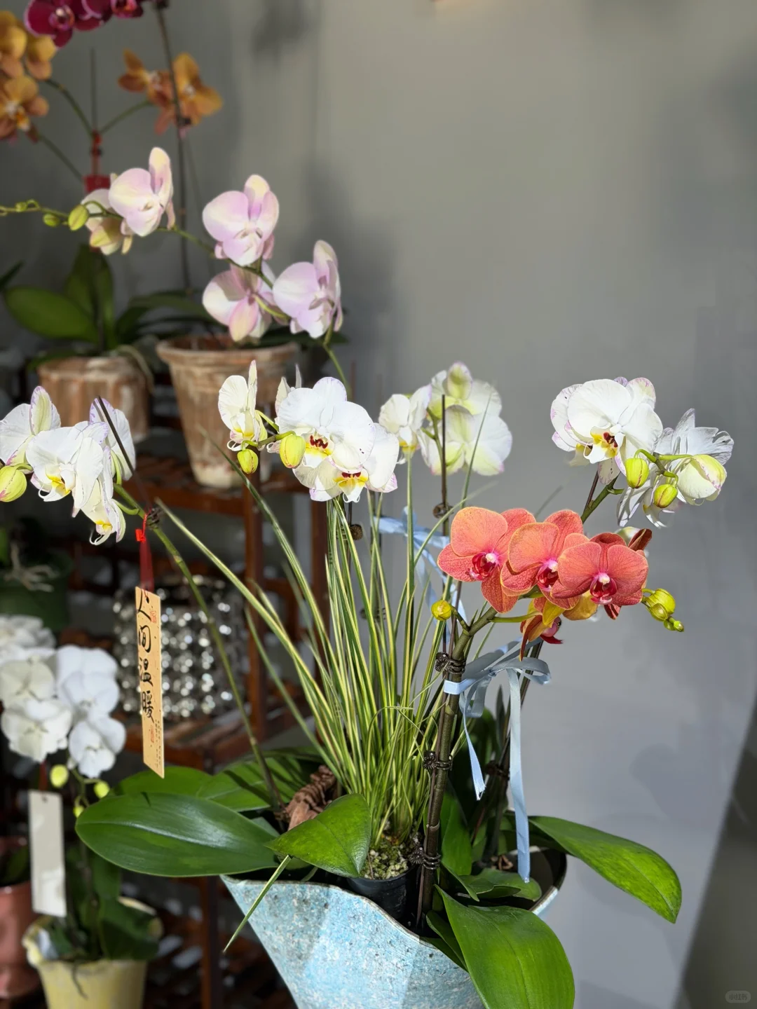 蝴蝶兰自取～潍坊自取！