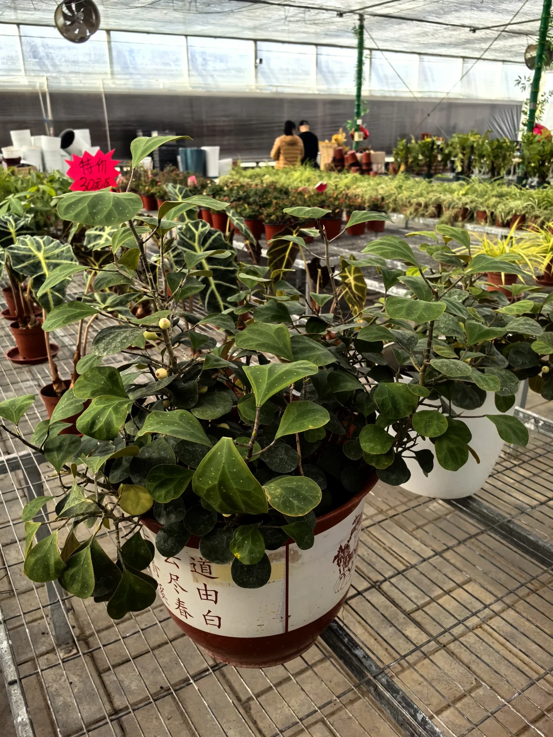 鑫善百园花卉大厅真不错！